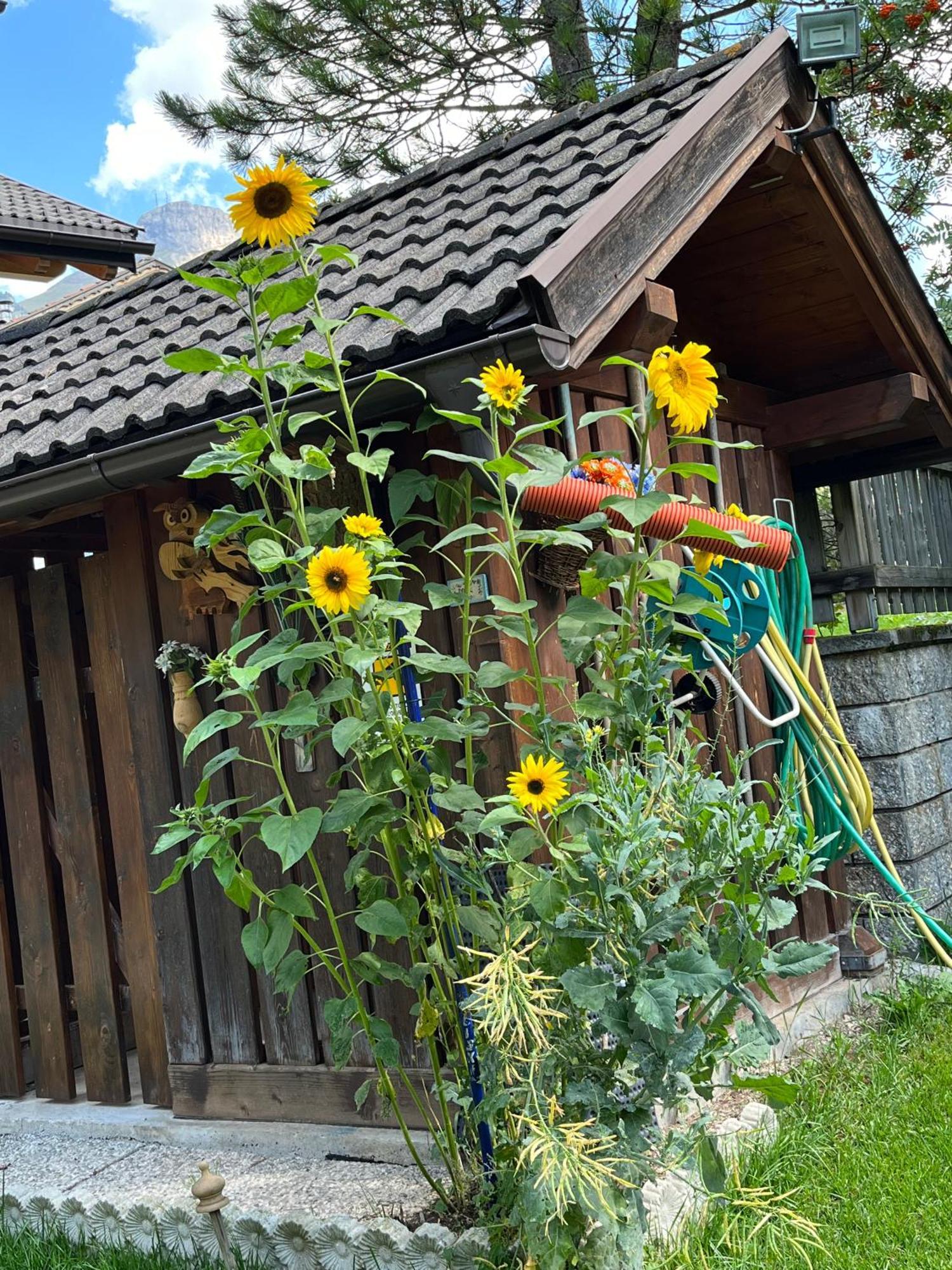 Mes Lastei Apartment Campitello di Fassa Exterior photo